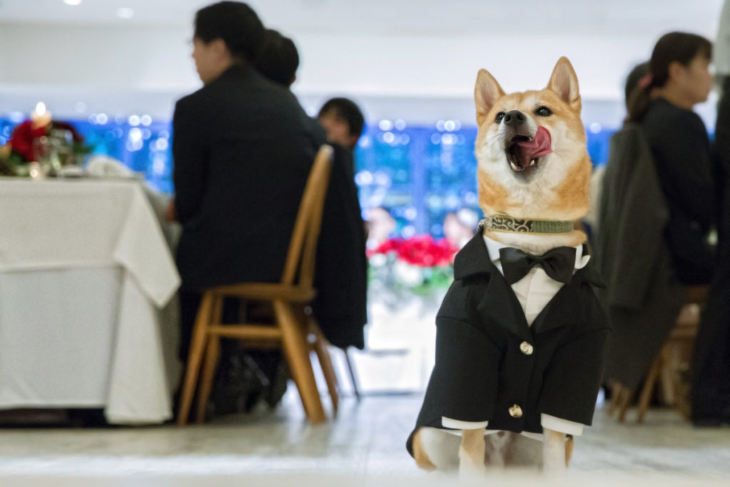 Pet×Wedding  Hirokazu ＆ Akiko